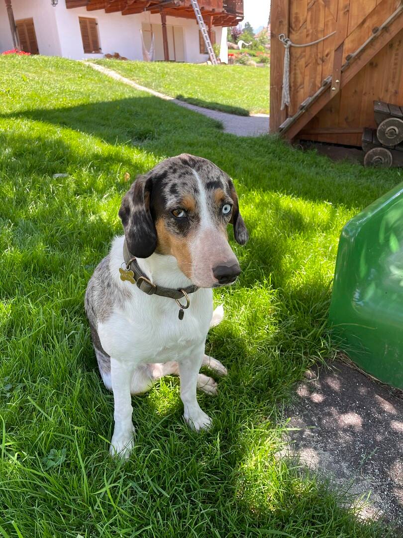 Hund Anton